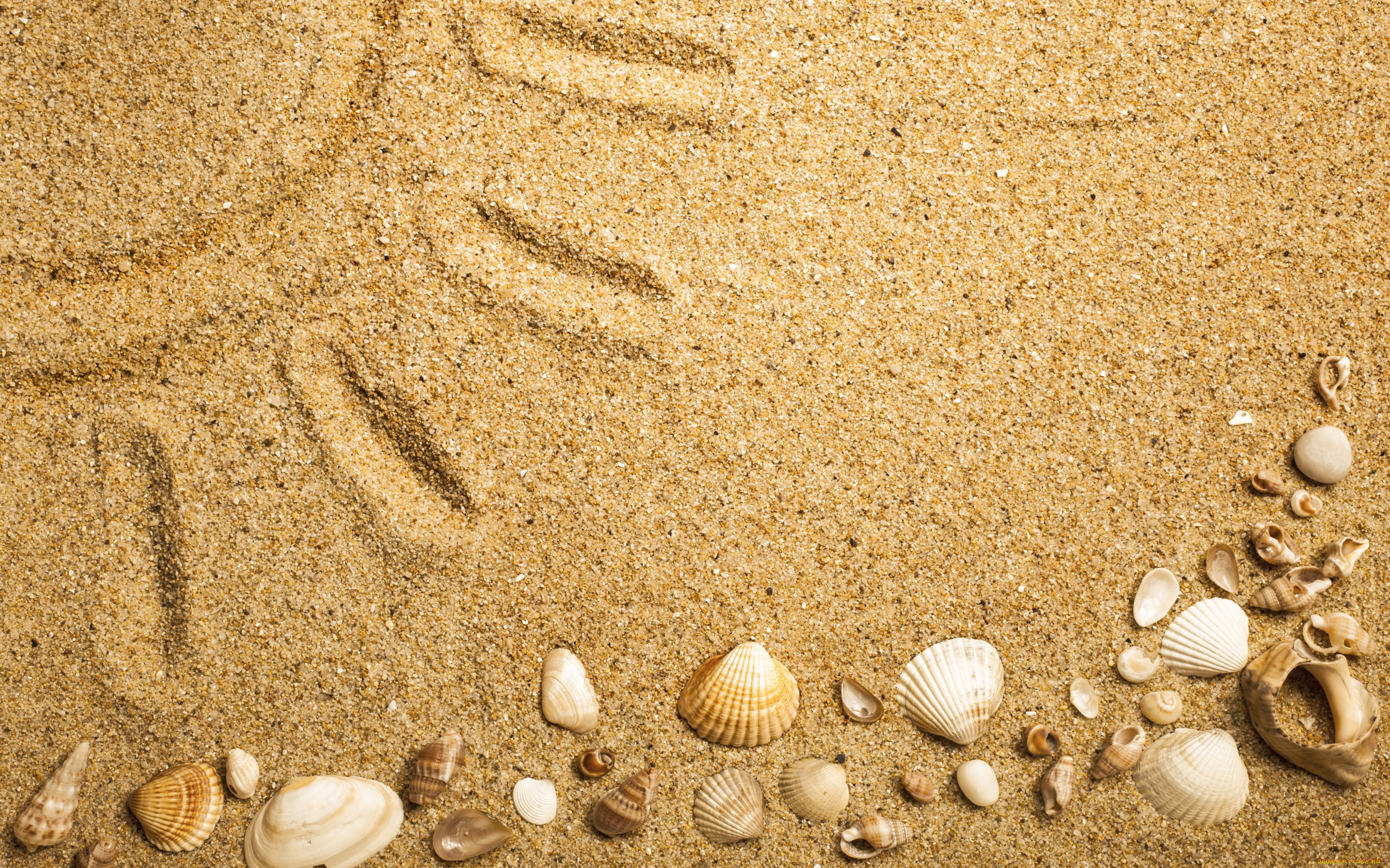 , ,  ,    spa-, , texture, sand, seashells, marine, beach